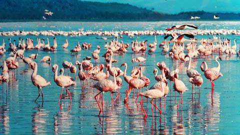 Lake Nakuru