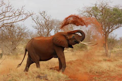 Tsavo National Park