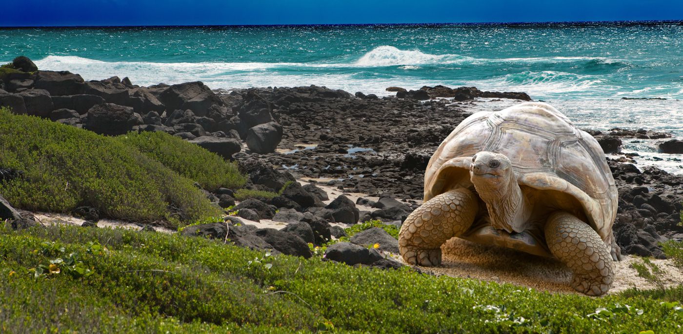 Galapagos Islands Travel Cost - Average Price of a Vacation to Galapagos  Islands: Food & Meal Budget, Daily & Weekly Expenses | BudgetYourTrip.com