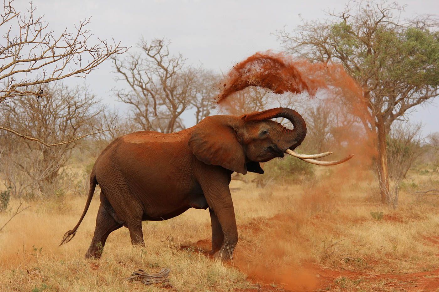 Tsavo National Park Travel Cost - Average Price of a Vacation to Tsavo ...