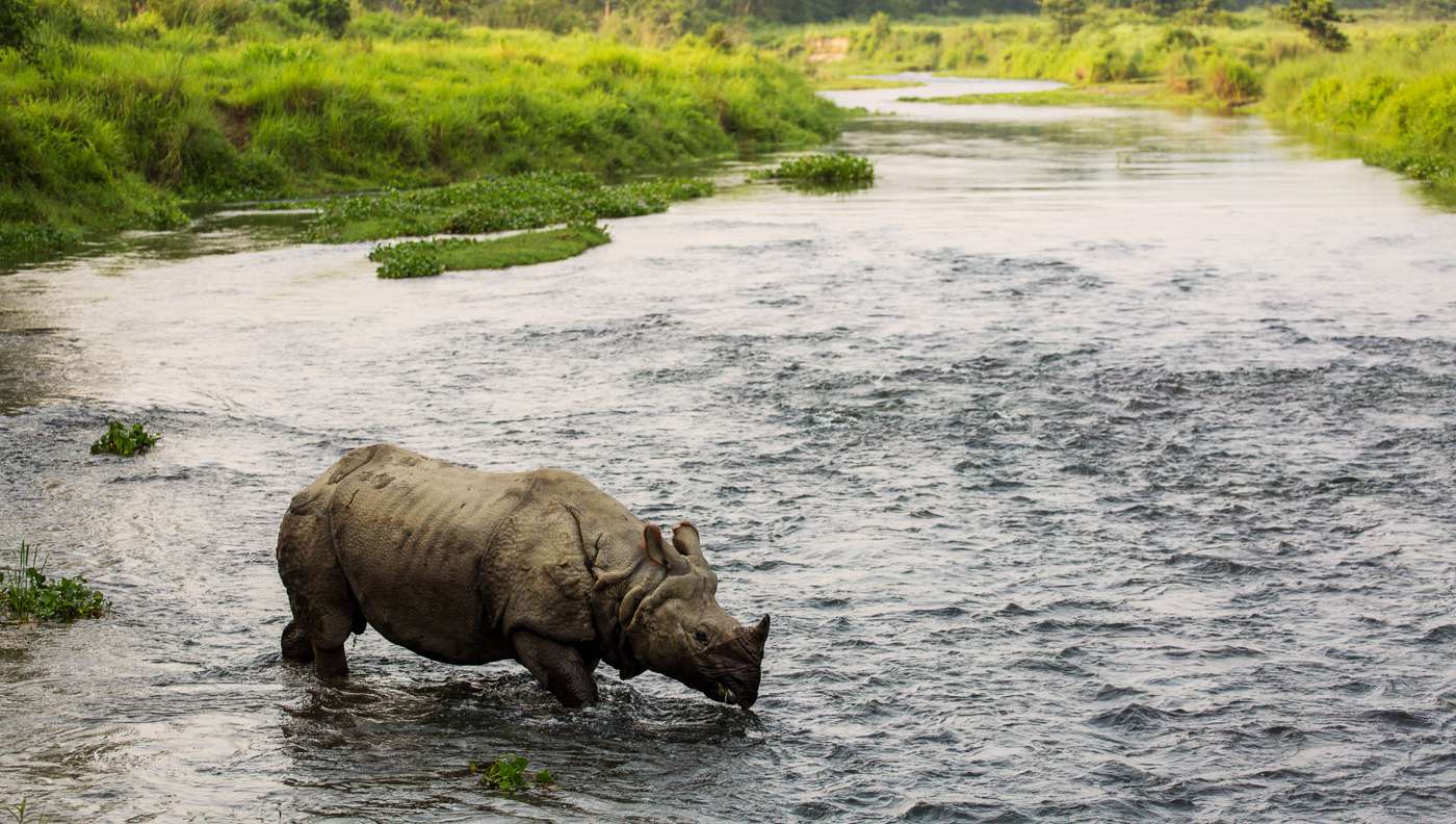 royal-chitwan-national-park-travel-cost-average-price-of-a-vacation