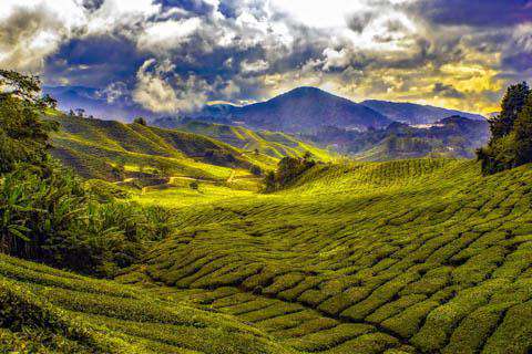 Cameron Highlands, Malaysia