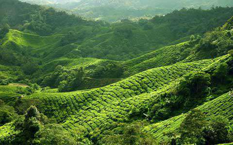 BOH Tea Plantation, central Malaysia