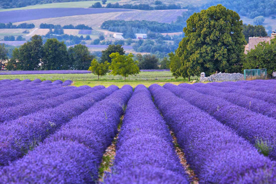 Lavender fields in Provence in September