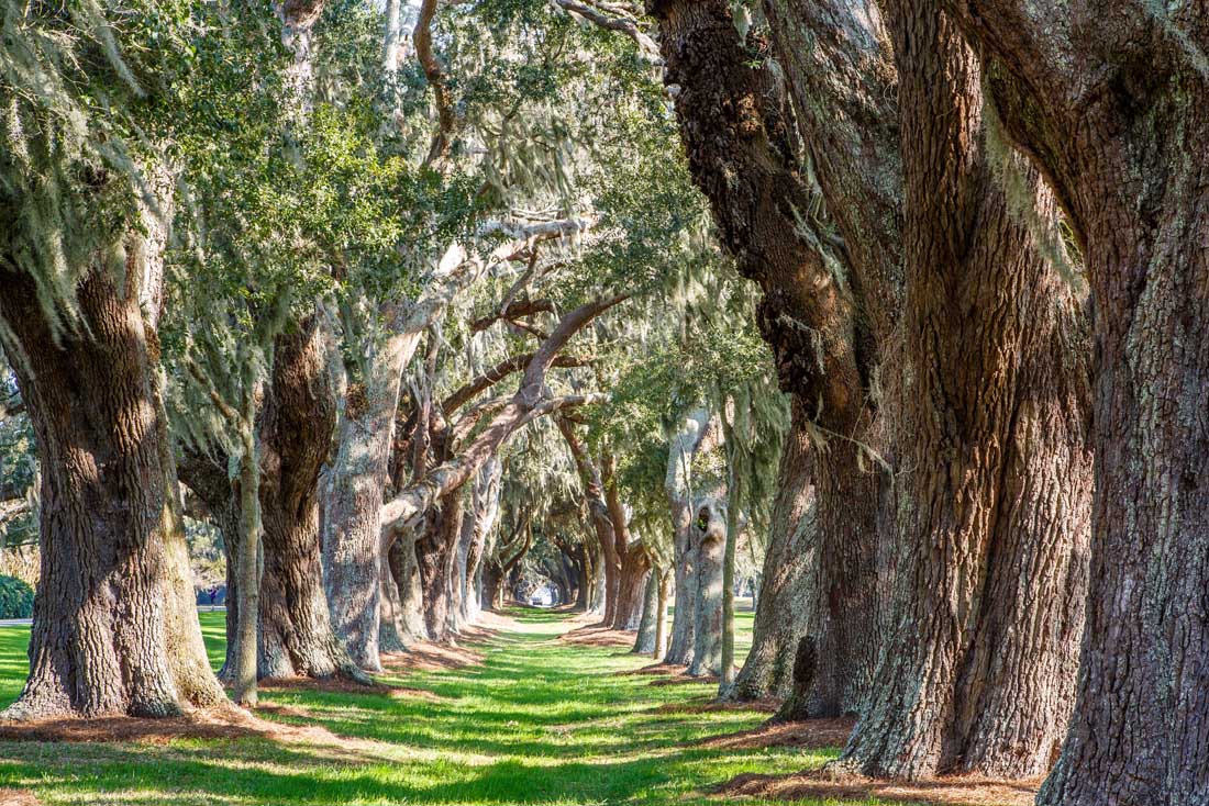 A Plantation Estate near Charleston, South Carolina