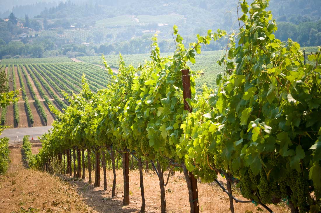 The vinyards of Napa Valley, California