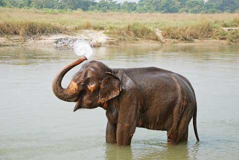 An Elephant in Royal Chitwan National Park, Nepal
