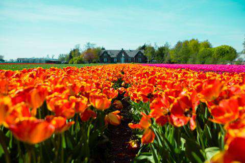 Tulips in Lisse, Netherlands