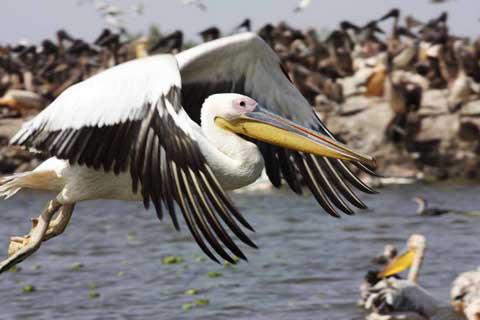 Djoudj National Park, Senegal