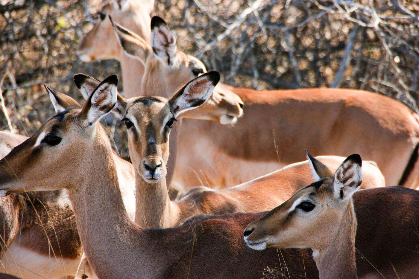 Kruger National Park, South Africa