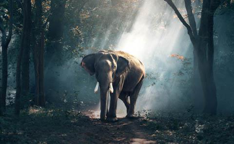 Elephant in Pai, Thailand