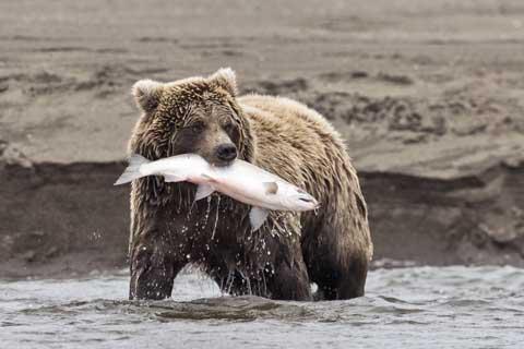 The wilderness of Alaska