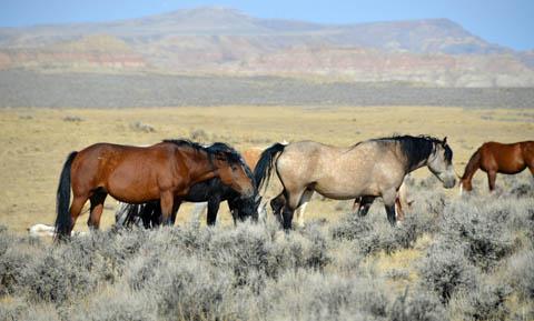 Cody, Wyoming