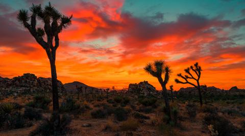 Joshua Tree National Park