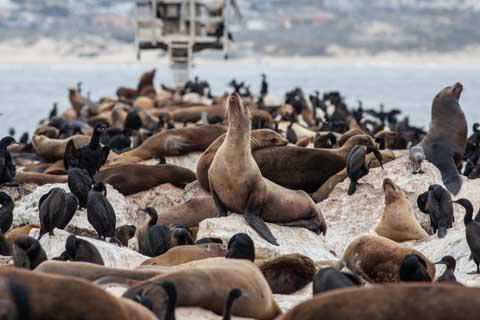 Sea Lions in Monterey Bay