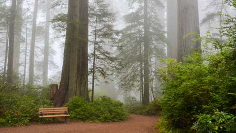 Redwood National Park