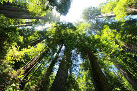 Sequoia National Park, California