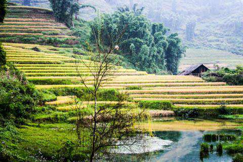 Rice Terraces near Sapa, Vietnam