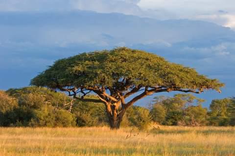 Acacia Tree, Zimbabwe